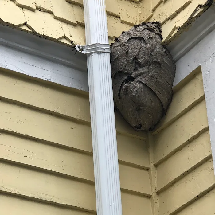 Mantis Pest Control Inc Picture 3