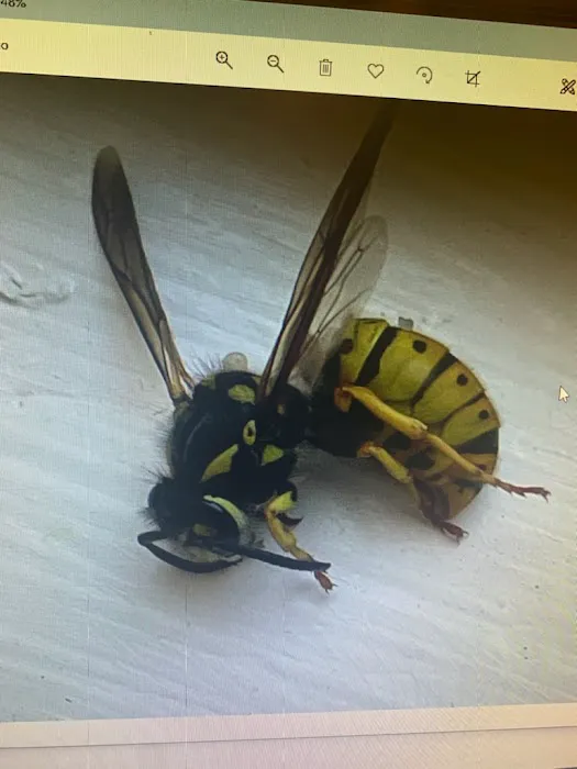 On the Spot Pest Control Picture 1