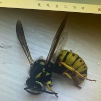 On the Spot Pest Control ico