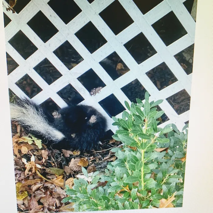 On the Spot Pest Control Picture 3