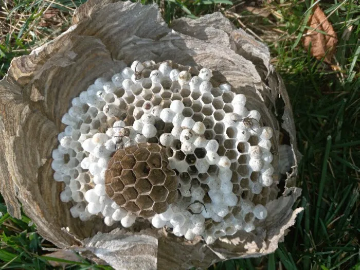 On the Spot Pest Control Picture 2