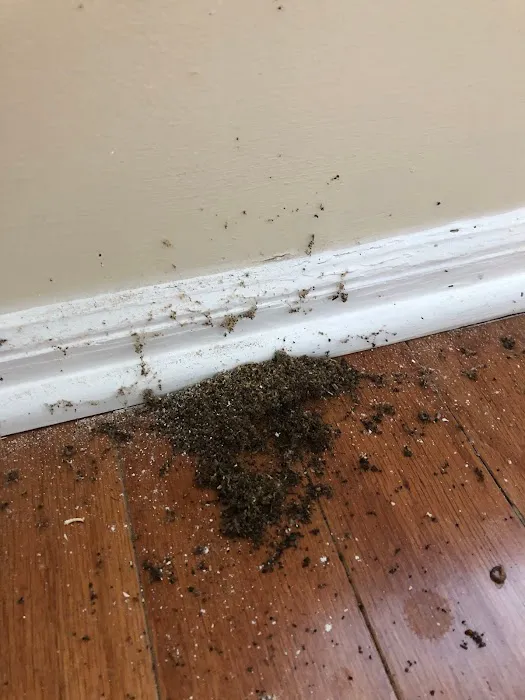 Olympic Exterminators & Pest Control Picture 10