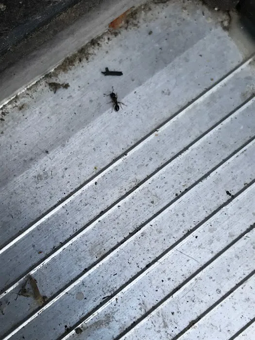 Olympic Exterminators & Pest Control Picture 8