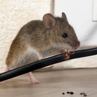 Viking Pest Control ico