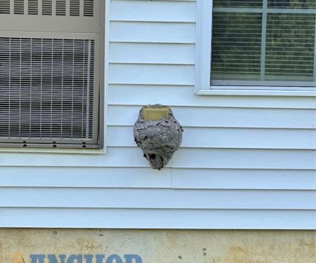Anchor Pest Control