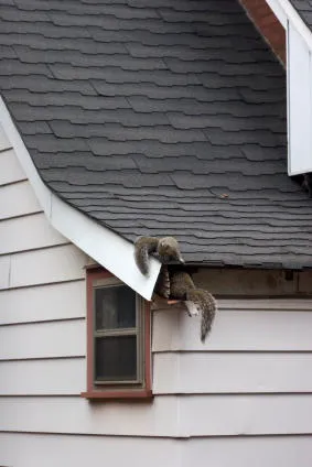 Alliance Pest Services Picture 3