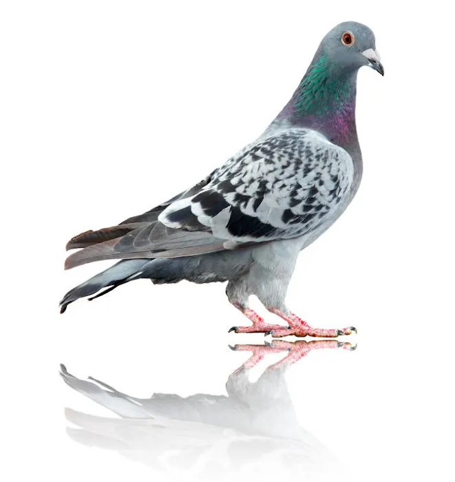 Alliance Pest Services Picture 9
