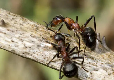 Alliance Pest Services Picture 6