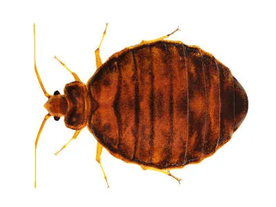 Alliance Pest Services Picture 1