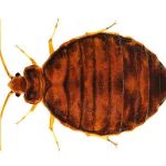 Alliance Pest Services