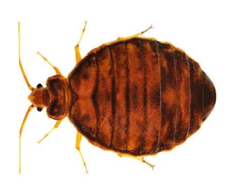 Alliance Pest Services