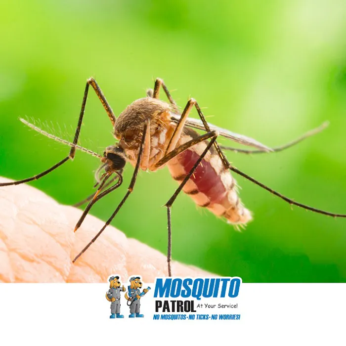 NJ Mosquito Patrol LLC Picture 5