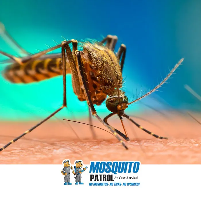 NJ Mosquito Patrol LLC Picture 6