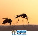 NJ Mosquito Patrol LLC