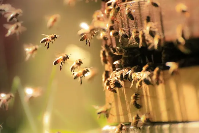 Pied Piper Pest Control Picture 9