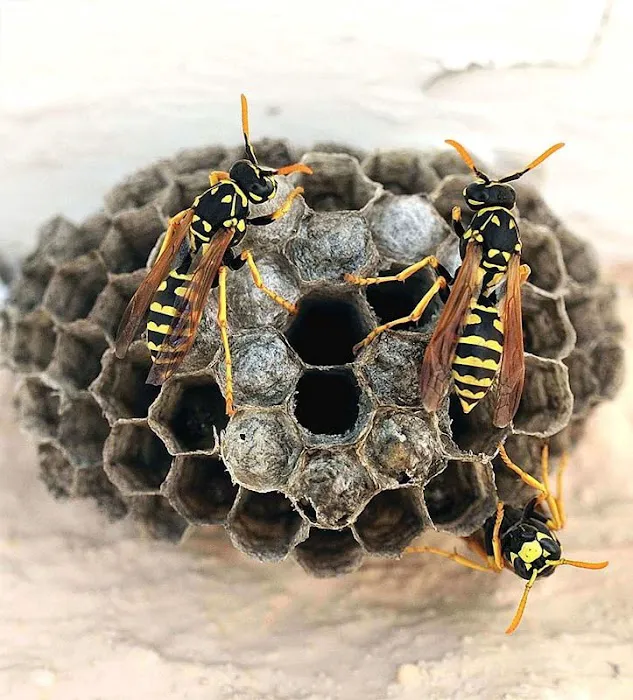 Pied Piper Pest Control Picture 8