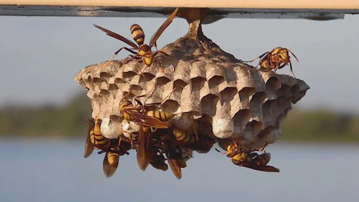 Pied Piper Pest Control Picture 1