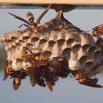 Pied Piper Pest Control
