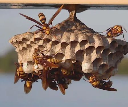 Pied Piper Pest Control