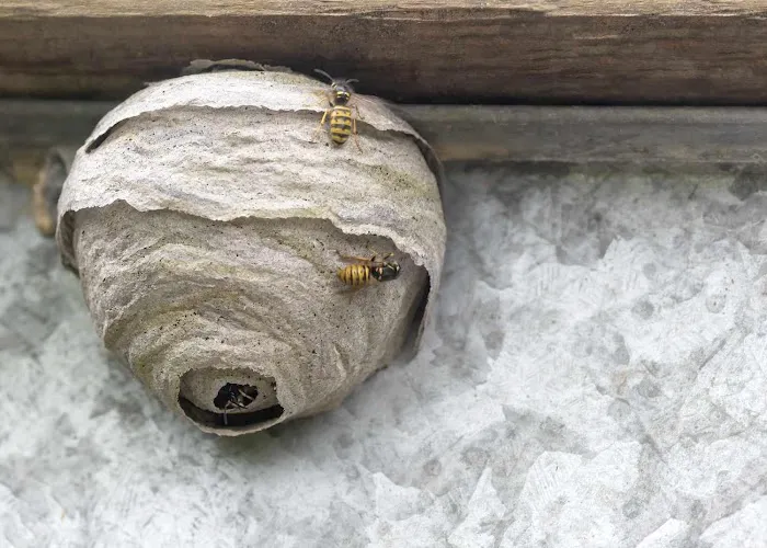 Pied Piper Pest Control Picture 6