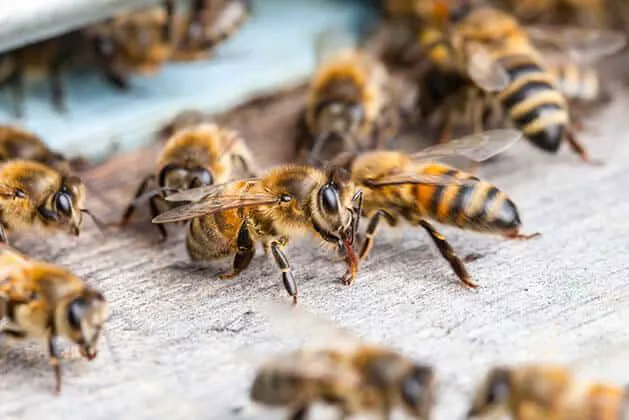 Pied Piper Pest Control Picture 10