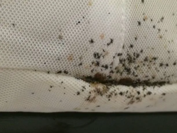 Rye Pest Solutions Picture 9