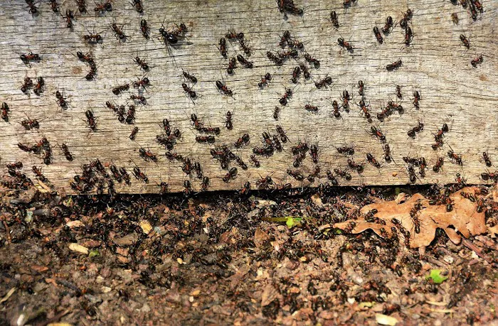 Bluesway Pest Control Picture 6