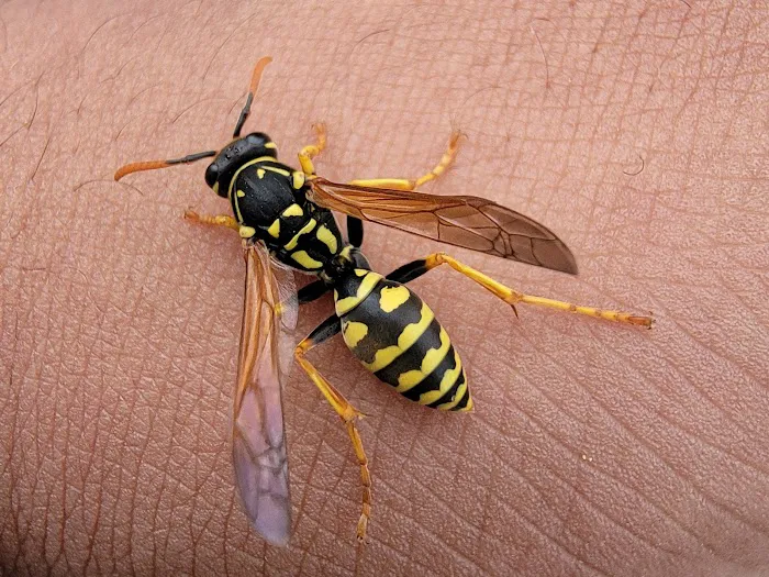 Suburban Pest Control Picture 7