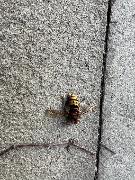 United Exterminators Picture 10