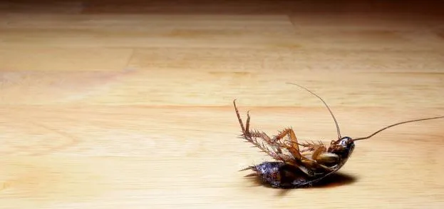United Exterminators Picture 3