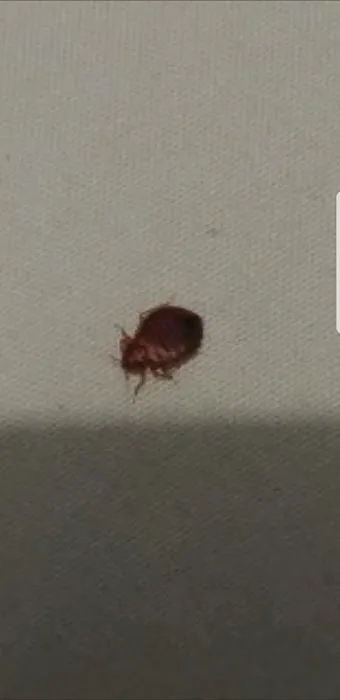 Clear Pest Environment, LLC Picture 2