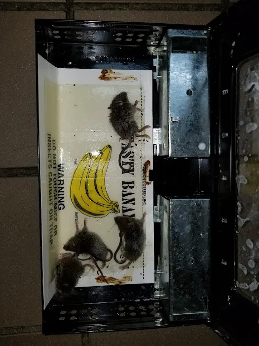 Clear Pest Environment, LLC Picture 3