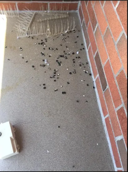 Old Exterminator Pest Control Picture 1