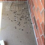 Old Exterminator Pest Control