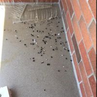 Old Exterminator Pest Control ico