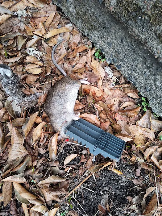Modern Pest Control Picture 8