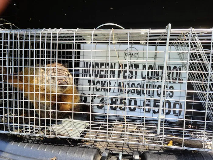 Modern Pest Control Picture 2