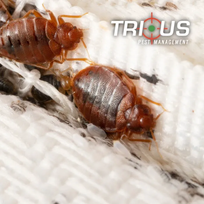 Trius Pest Management - NJ Picture 2