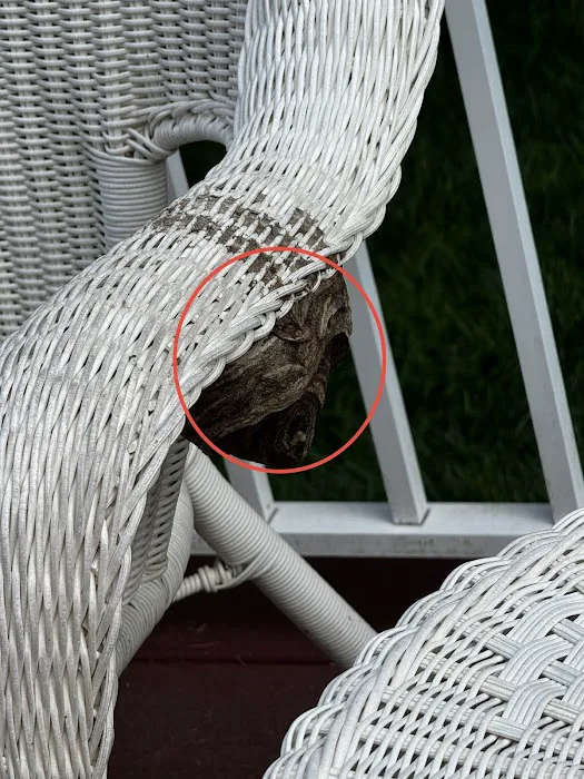 Simply The Best Pest Control Picture 7