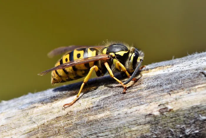 Viking Pest Control Picture 8