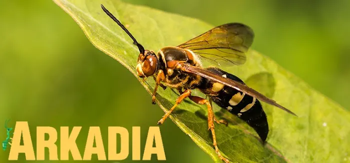 Arkadia Pest Control-A Division of Viking Pest Picture 2