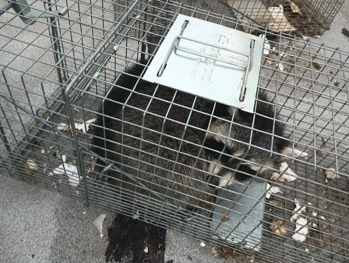Monster Trapping Picture 1