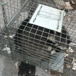 Monster Trapping