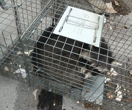 Monster Trapping