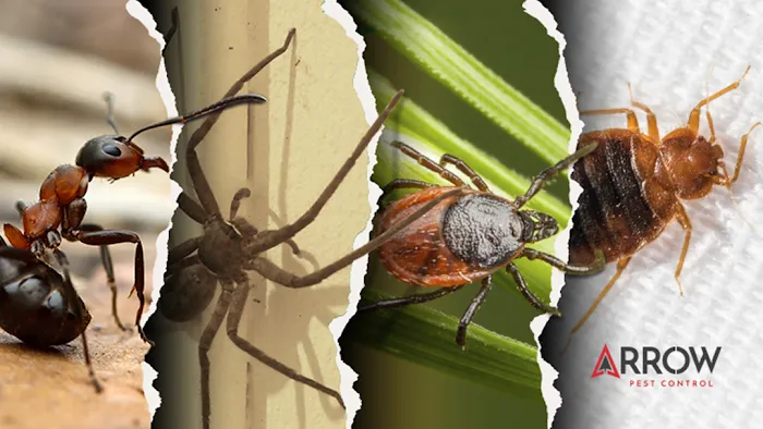 Arrow Pest Control Picture 8