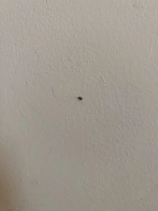 Arrow Pest Control Picture 3