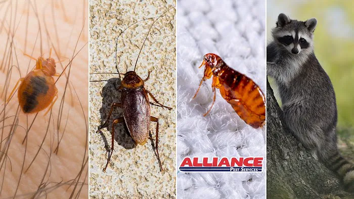 Alliance Pest Services Picture 2