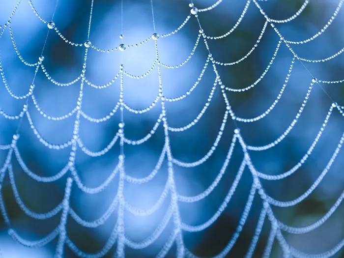 Alliance Pest Services Picture 1