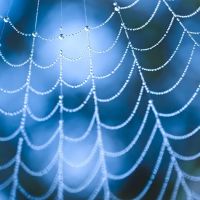 Alliance Pest Services ico