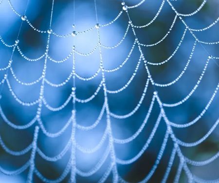 Alliance Pest Services